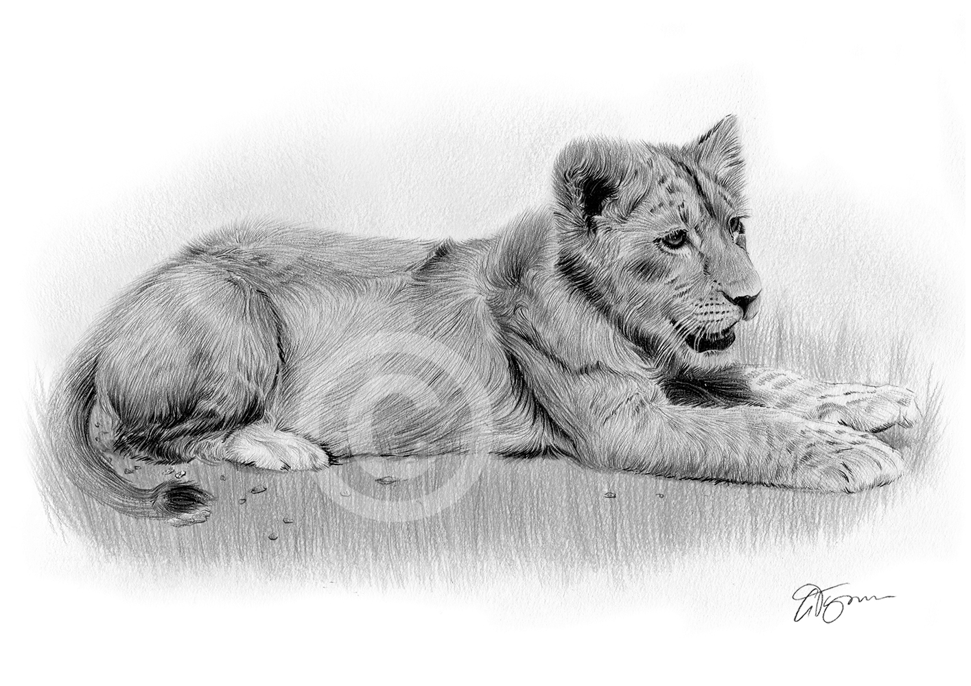 1415x1000 Lion Cub - Lion Cub Drawing