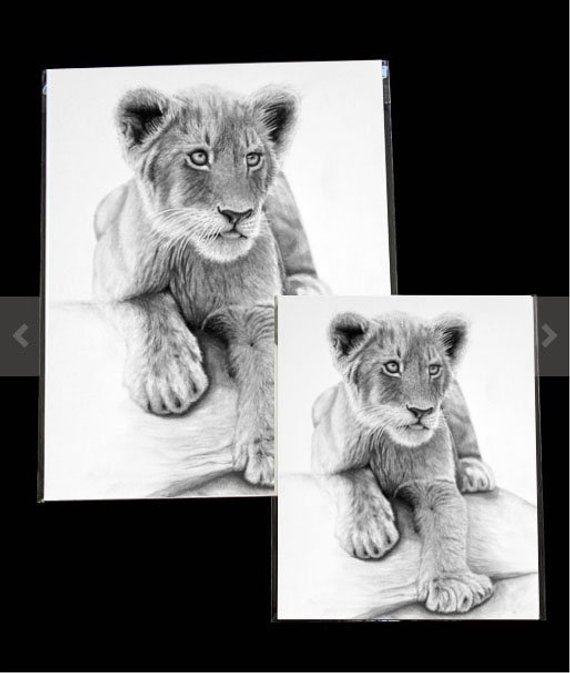570x673 Lion Cub Drawing Prints Etsy - Lion Cub Drawing