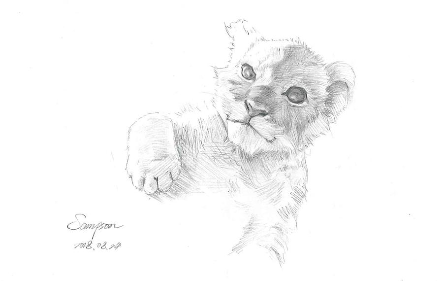 Lion Cub Drawing At PaintingValley.com | Explore Collection Of Lion Cub ...