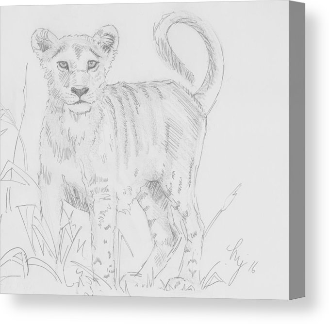 678x668 Lion Cub Pencil Drawing - Lion Cub Drawing