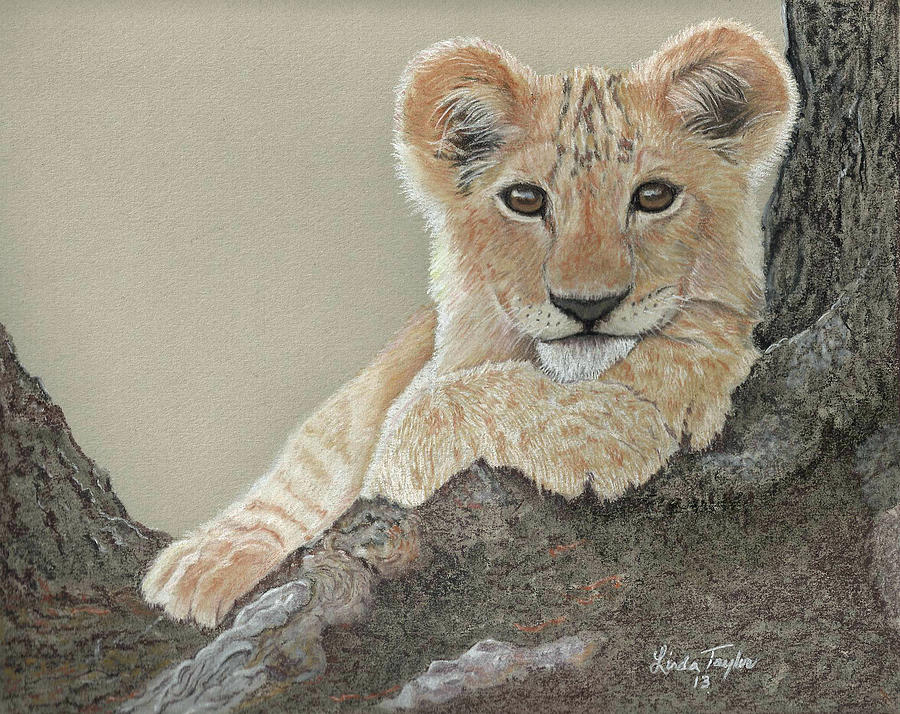 900x714 Lion Cub Posing In Tree Drawing - Lion Cub Drawing