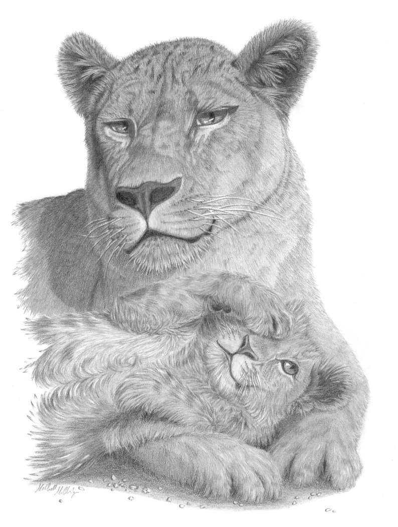 794x1051 Open Edition Wildlife Lioness And Lion Cub Drawing Art Print Etsy - Lion Cub Drawing