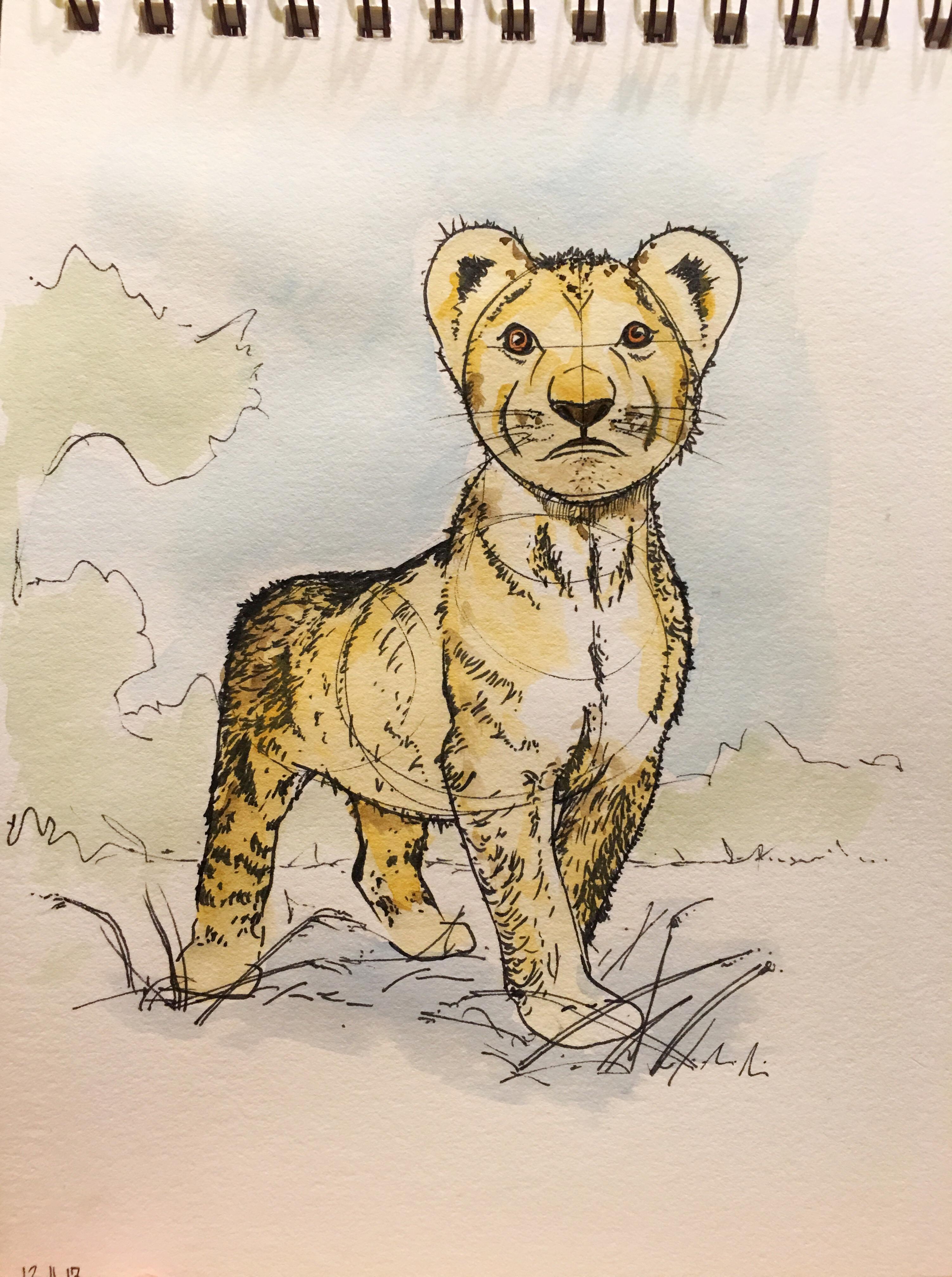 3006x4032 Pen And Watercolor Lion Cub Sketch - Lion Cub Drawing