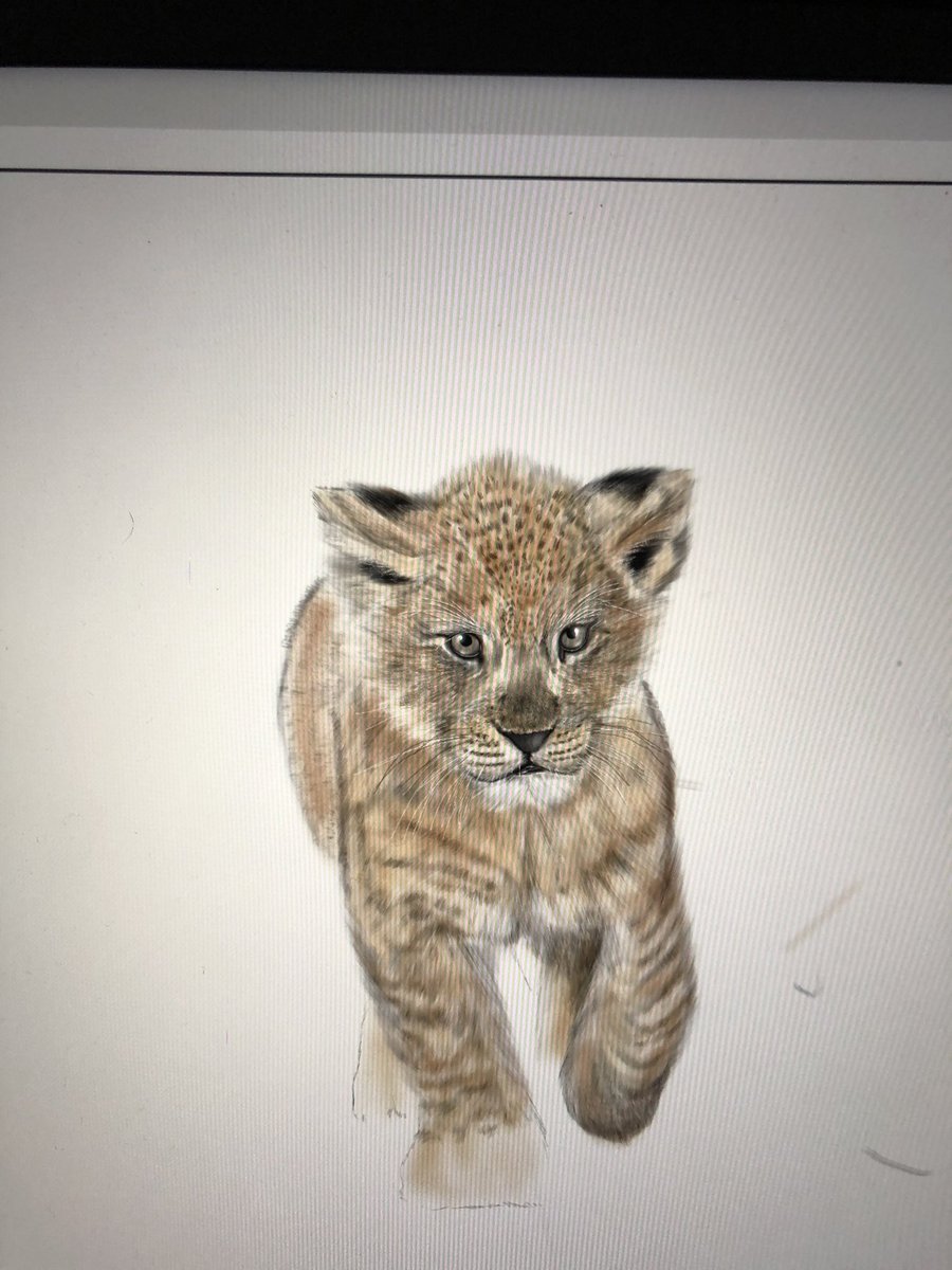 900x1200 Lioncub Hashtag On Twitter - Lion Cub Drawing