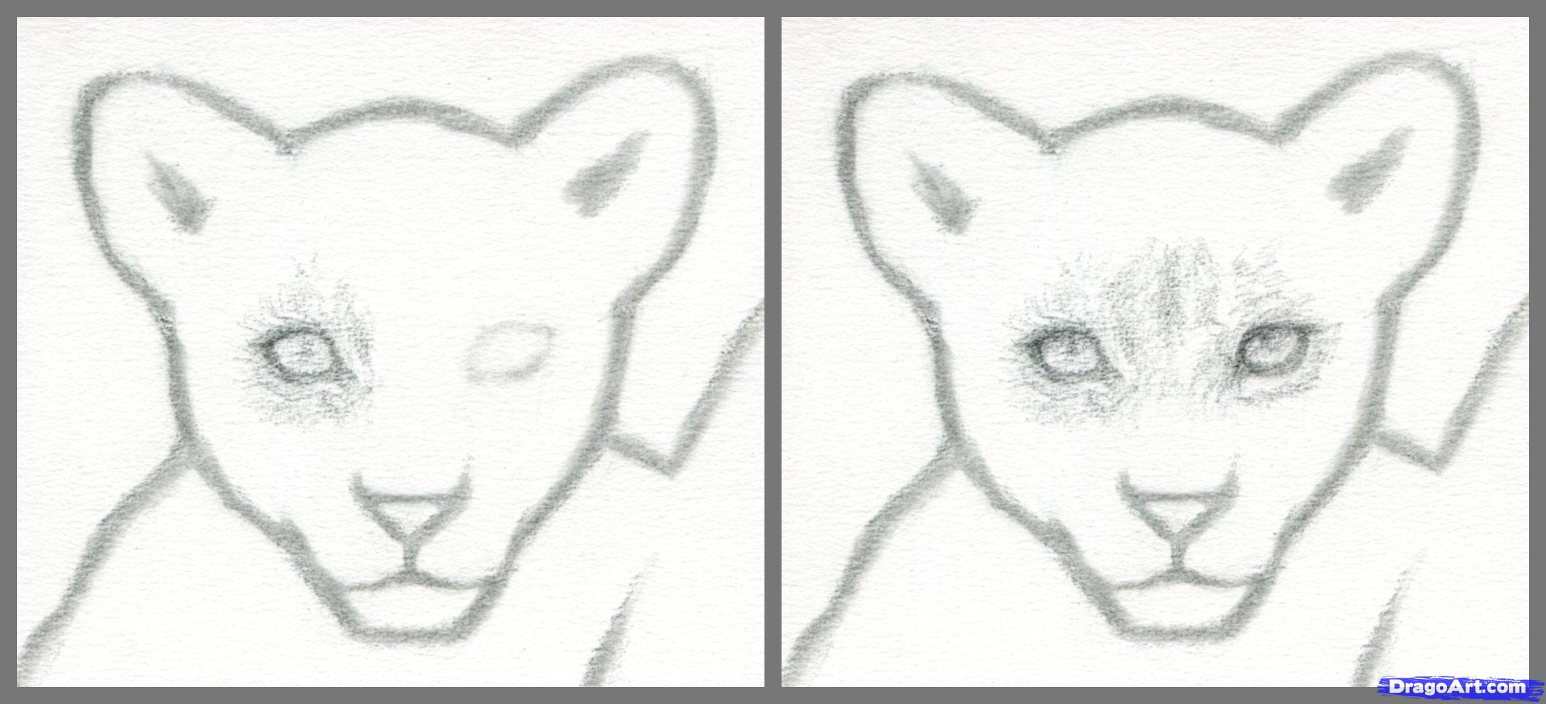 2172x990 How To Draw A Lion Cub, Lion Cubs, Step - Lion Cub Drawing