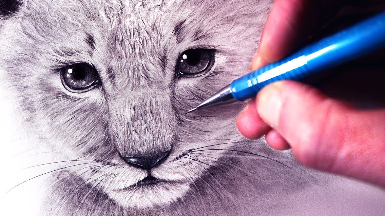1280x720 How To Draw A Lion Cub - Lion Cub Drawing