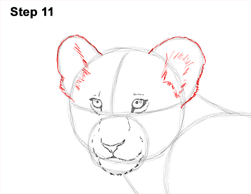 500x386 How To Draw A Lion Cub - Lion Cub Drawing