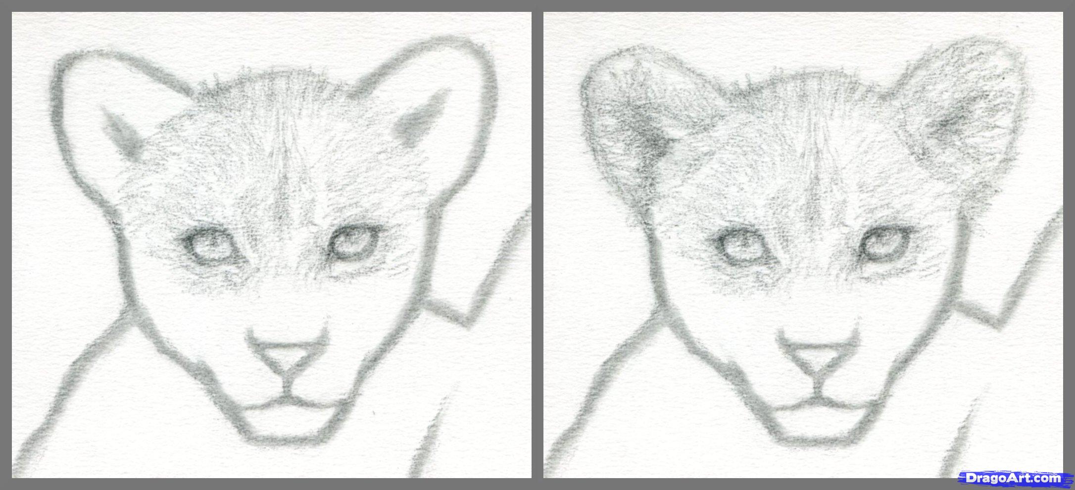 2172x990 How To Draw A Lion Cub, Lion Cubs, Step - Lion Cub Drawing Easy