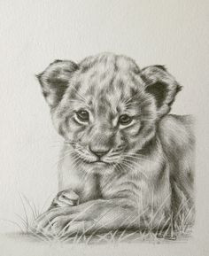 Lion Cub Drawing Easy at PaintingValley.com | Explore collection of