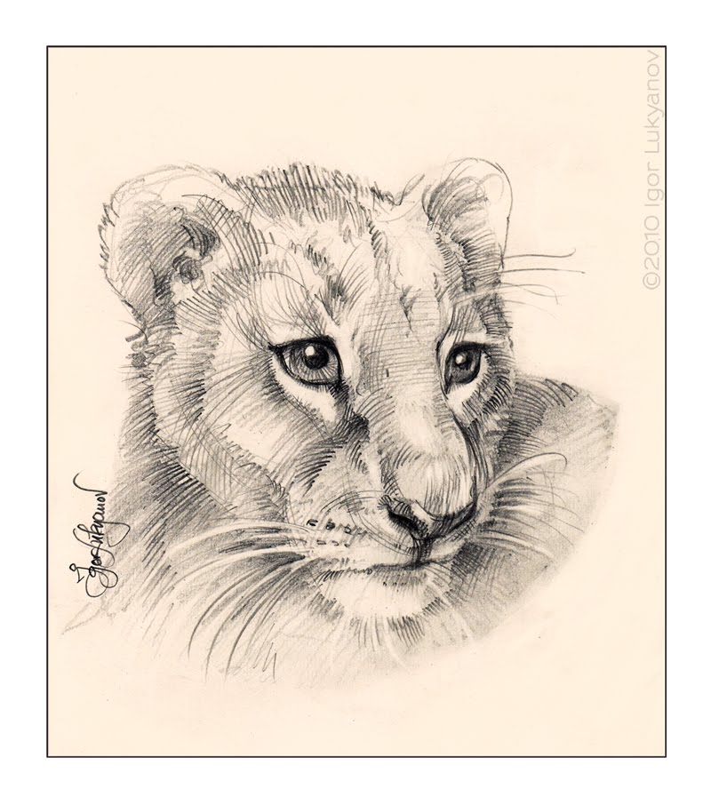 Lion Cub Drawing Easy At PaintingValley.com | Explore Collection Of ...