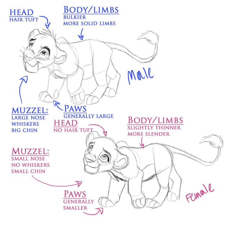 Creative How To Sketch Draw An Easy Lion Cub Fallbodey for Girl