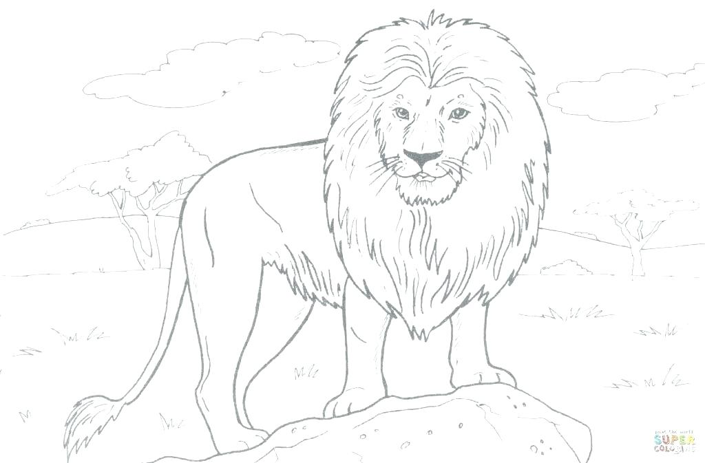 1024x673 sea lion coloring sheets pages of a lions den detroit divine - Lion Den Drawing