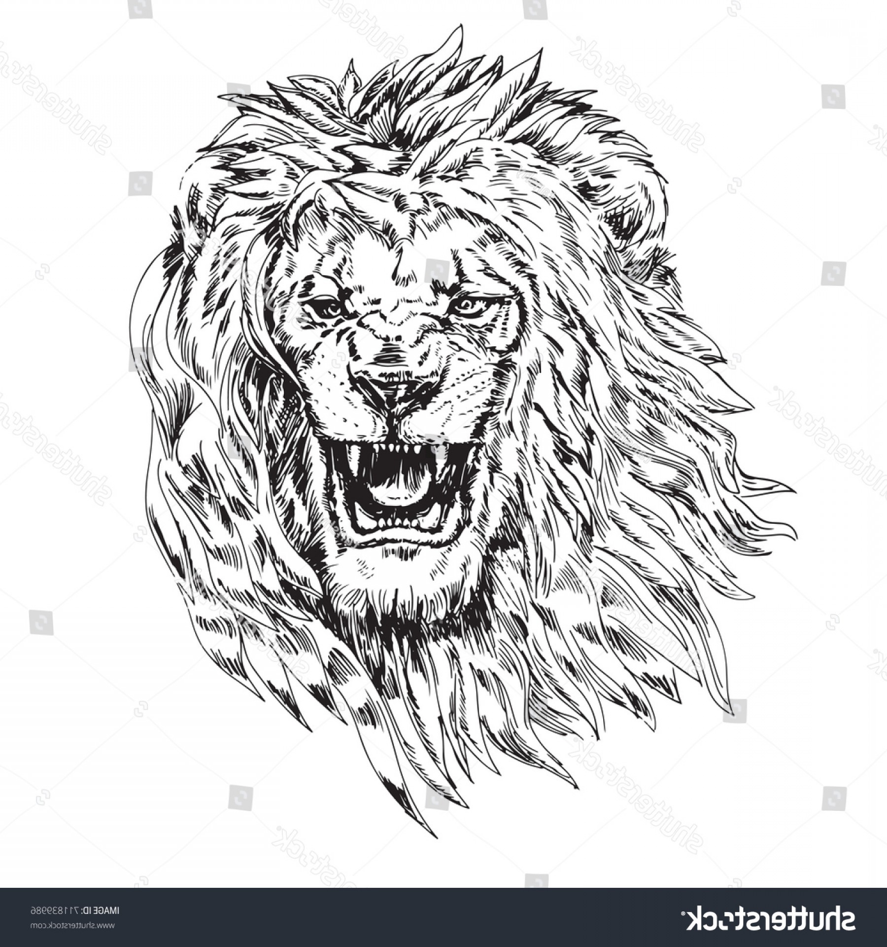 Lion Drawing at PaintingValley.com | Explore collection of Lion Drawing