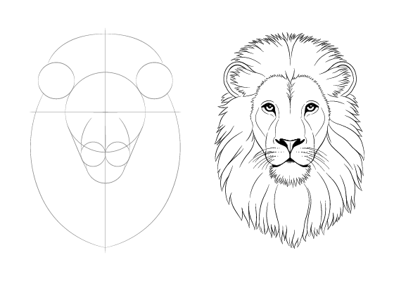 560x400 How To Draw Lion Face Head Step - Lion Drawing