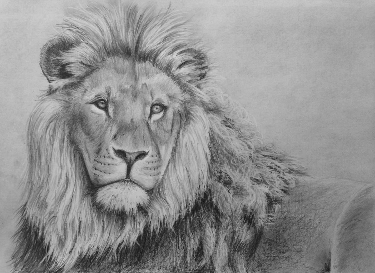 1200x873 How To Draw A Lion In Pencil Online Art Lessons - Lion Drawing