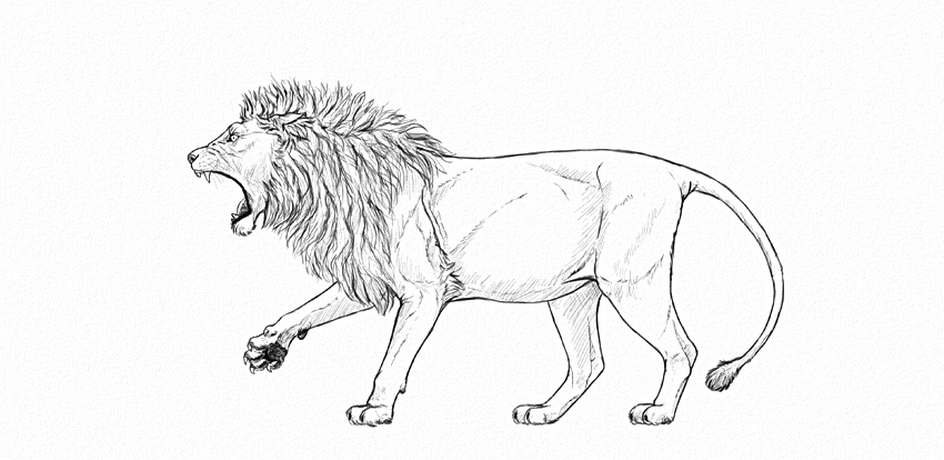 850x414 How To Draw A Roaring Lion Step - Lion Drawing