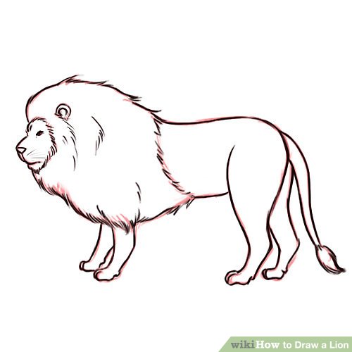 500x500 Ways To Draw A Lion - Lion Drawing