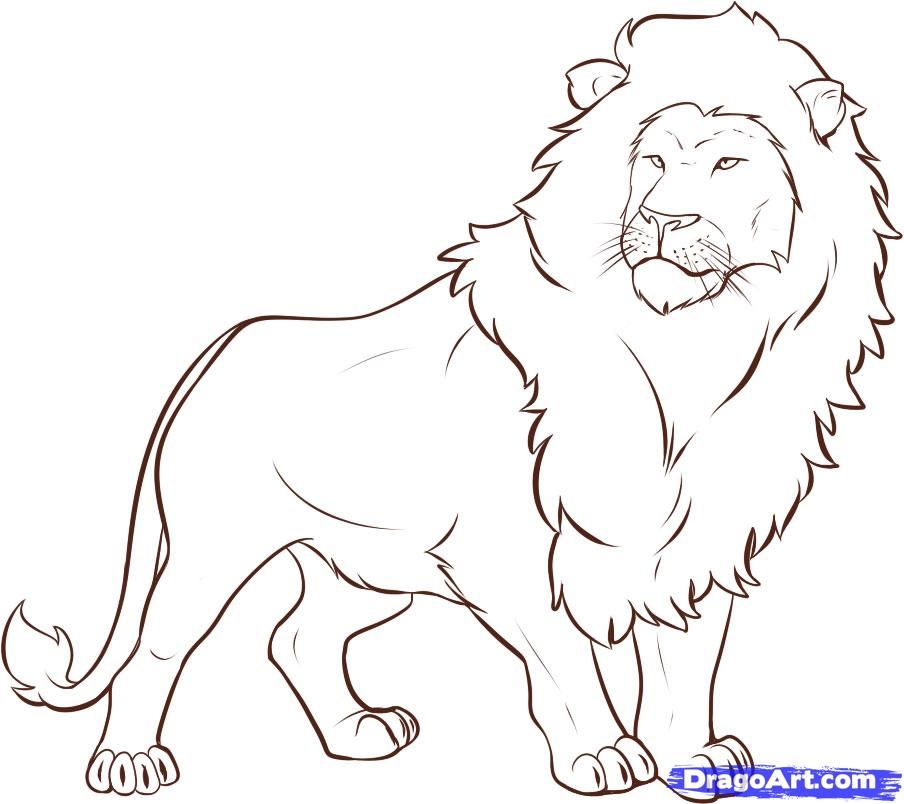 904x804 In This Drawing Lesson We'll Show You How To Draw A Lion In Easy - Lion Drawing