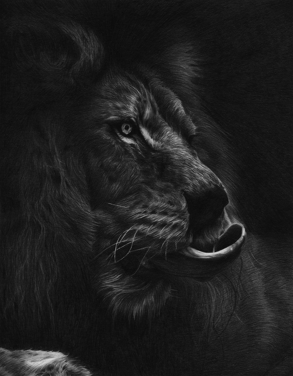 937x1200 Lion Pencil Drawing - Lion Drawing