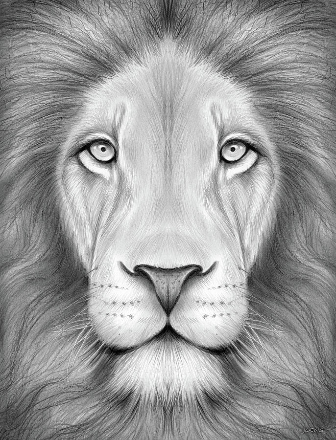 686x900 Lion Head Drawing - Lion Drawing