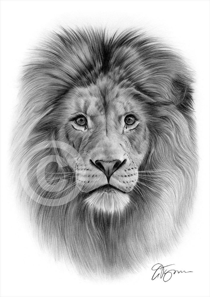 707x1000 African Lion Artwork Pencil Drawing Print Sizes Signed - Lion Drawing