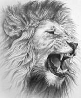 165x200 Stunning Lion Drawing Artwork For Sale On Fine Art Prints - Lion Drawing