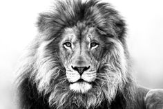 236x157 Stunning Lion Drawing Art Lion - Lion Drawing
