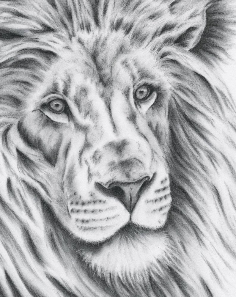 794x999 Charcoal Lion Drawing Giclee Print Art Etsy - Lion Drawing Art