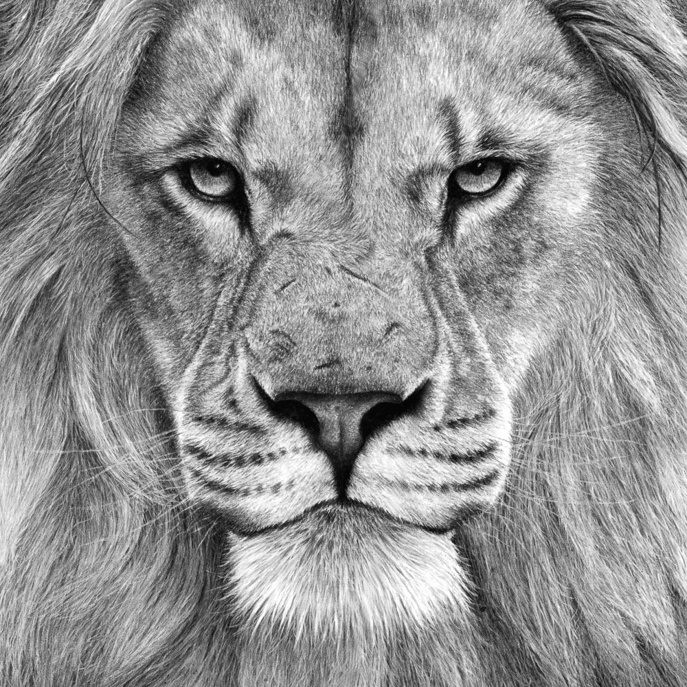 1000x1000 Charcoal Charcoal Pencil Drawing - Lion Drawing Art