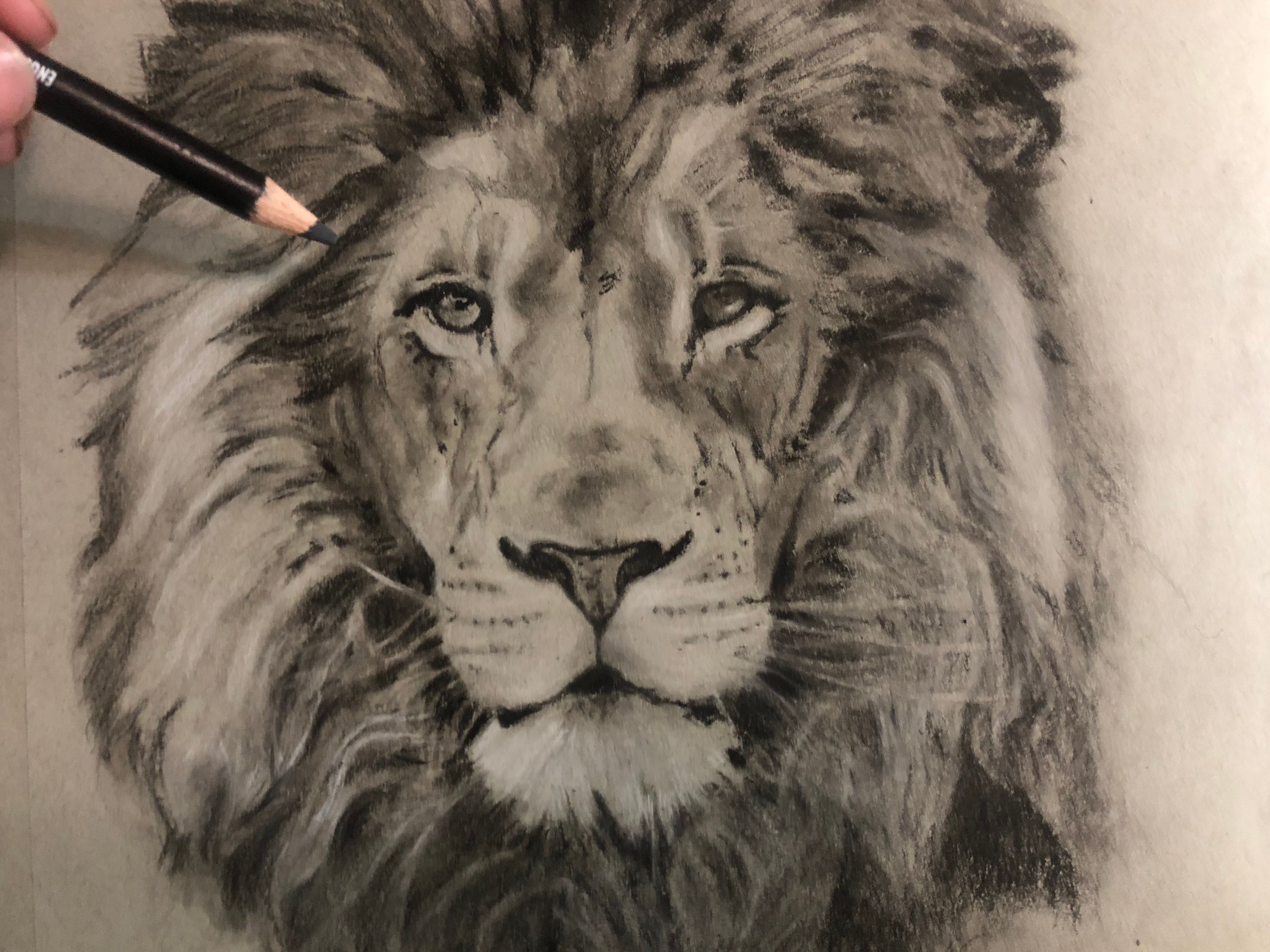 3983x2986 Drawing A Lion! Realistic Art With Charcoal Steemit - Lion Drawing Art