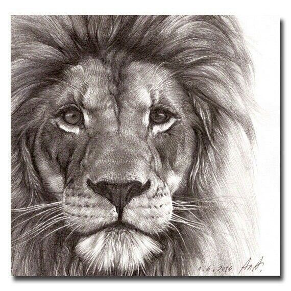 570x570 Lion Drawing, Pencil, Sketch, Colorful, Realistic Art Images - Lion Drawing Art