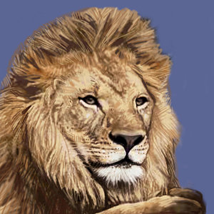 300x300 Lion Drawings Fine Art America - Lion Drawing Art