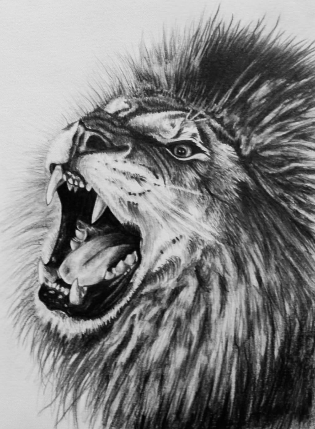 1024x1394 Very Easy Lion Drawing Sosyal Tavuk - Lion Drawing Art