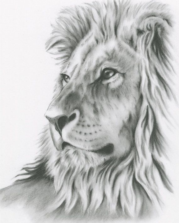570x712 Charcoal Drawing Original Lion Art Lion - Lion Drawing Art