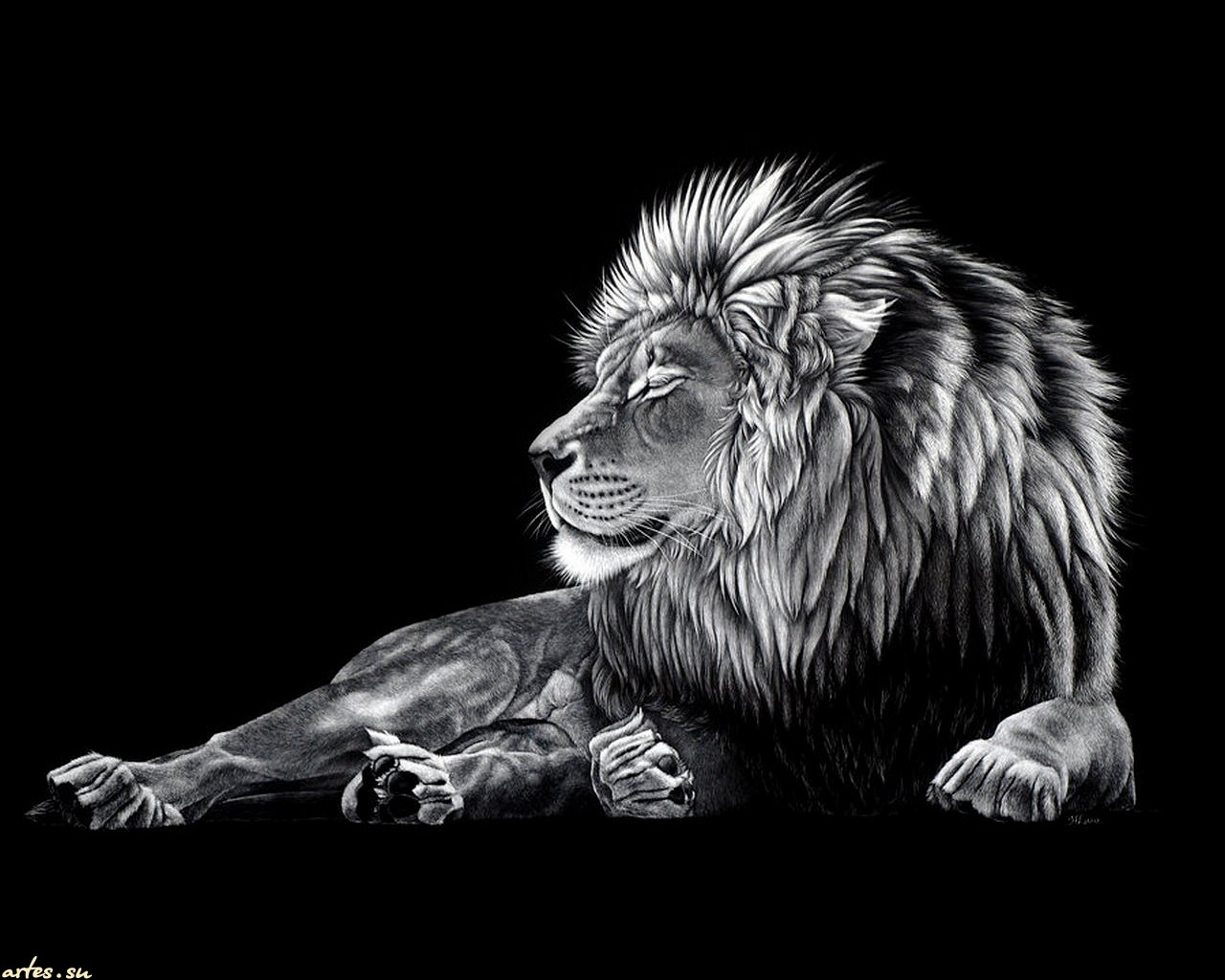 1280x1024 Free Lion Black And White Wallpapers High Quality Resolution - Lion Drawing Black And White
