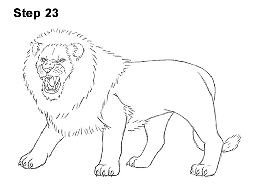 500x386 How To Draw A Lion Roaring - Lion Drawing Black And White