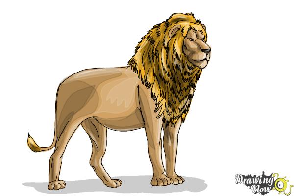 600x400 How To Draw A Lion Step - Lion Drawing Color