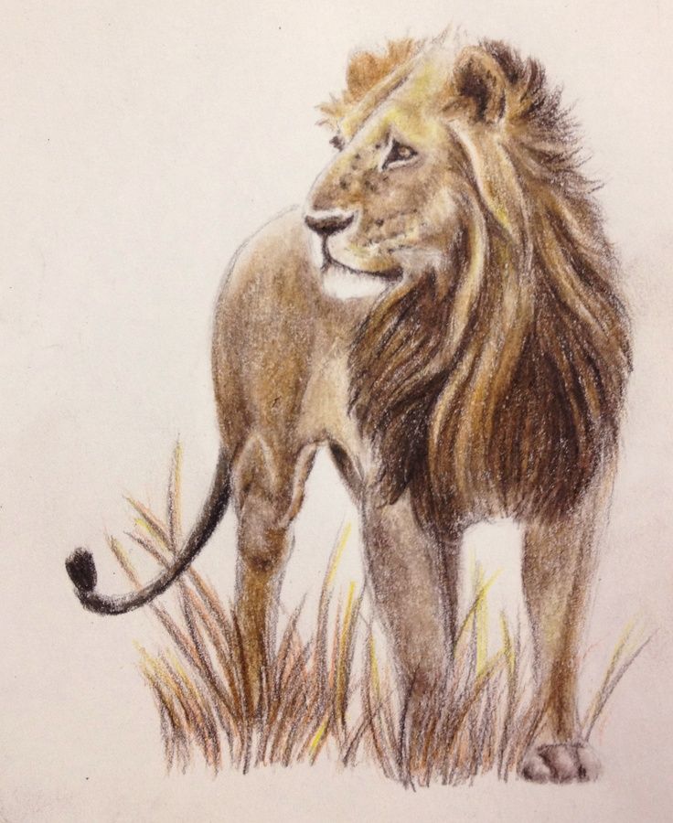 736x900 Lion Animal Drawing Colors Pencil Colored Pencils Pencil Art - Lion Drawing Color