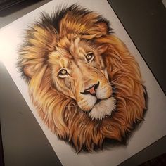 236x236 Lion Pencil Drawing Colored Fine Art Print - Lion Drawing Color
