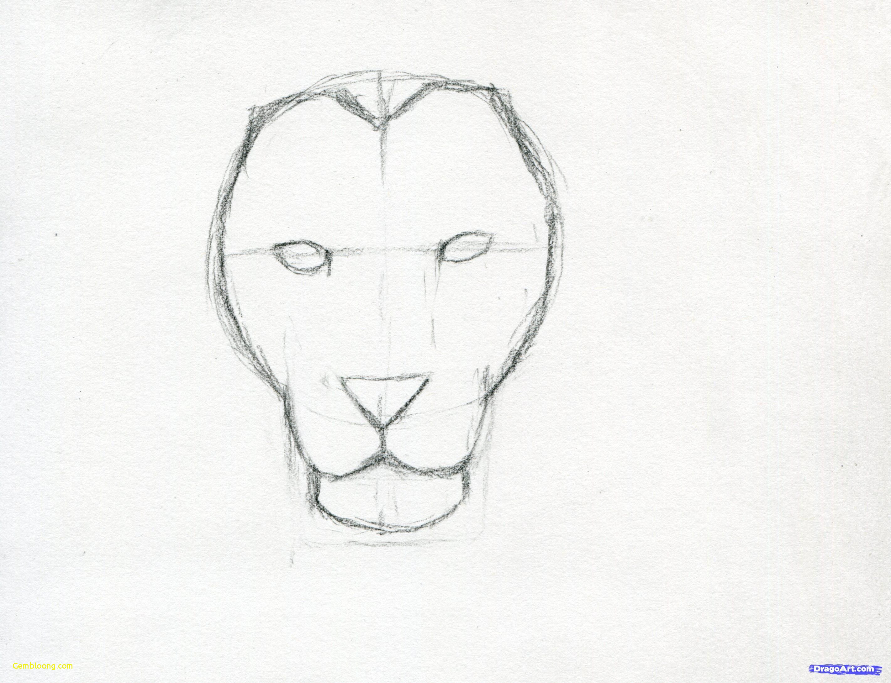 Lion Drawing Easy