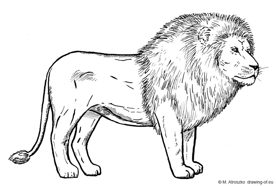 900x609 Lion Draw - Lion Drawing For Kids