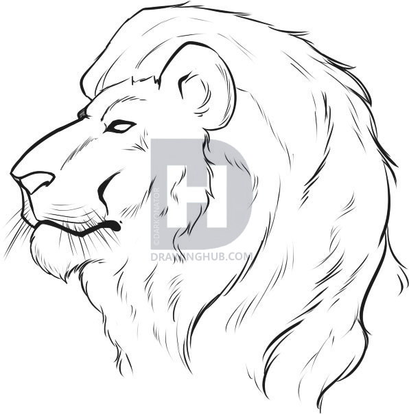 596x603 How To Draw A Lion Face, Step - Lion Drawing Images
