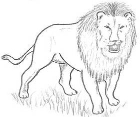 280x235 How To Draw Lions Drawing Tutorials Drawing How To Draw Lion - Lion Drawing Images