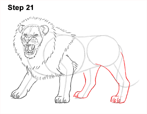 500x386 How To Draw A Lion Roaring - Lion Drawing Images