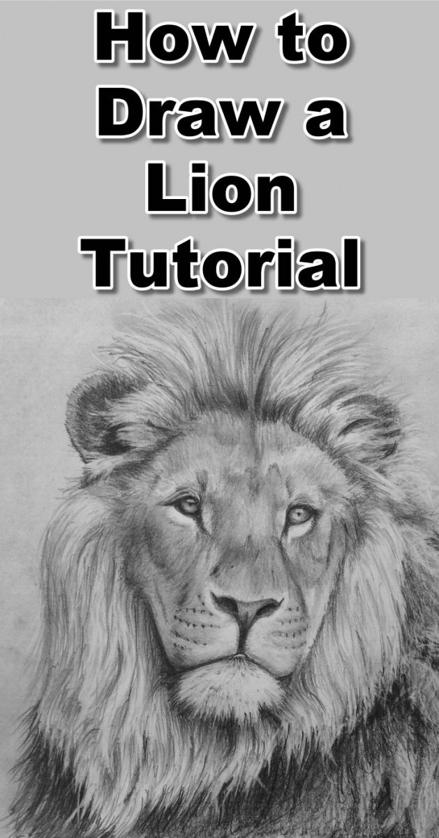 629x1200 How To Draw A Lion In Pencil Online Art Lessons - Lion Drawing Images