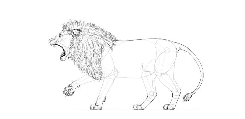 850x414 How To Draw A Roaring Lion Step - Lion Drawing Images