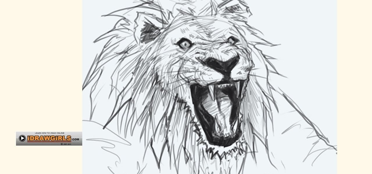 1280x600 How To Draw A Bemused Lion Head For Beginners Drawing - Lion Drawing Images