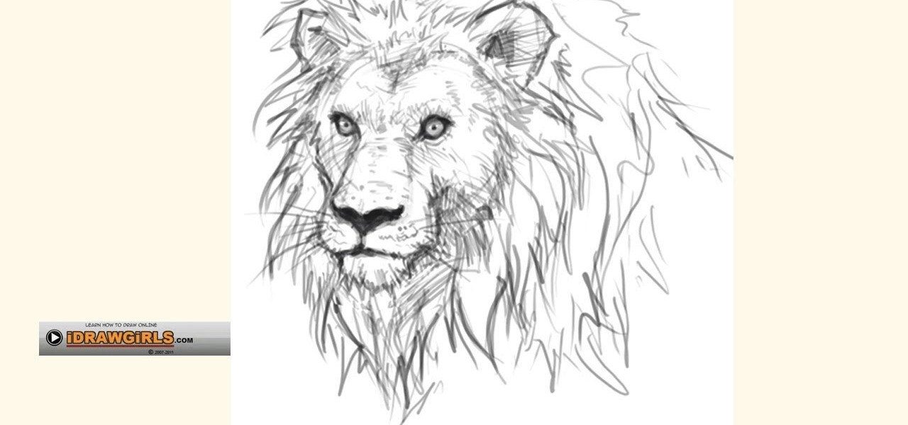 1280x600 how to draw a regal and proud lion for beginners drawing - Lion Drawing Images