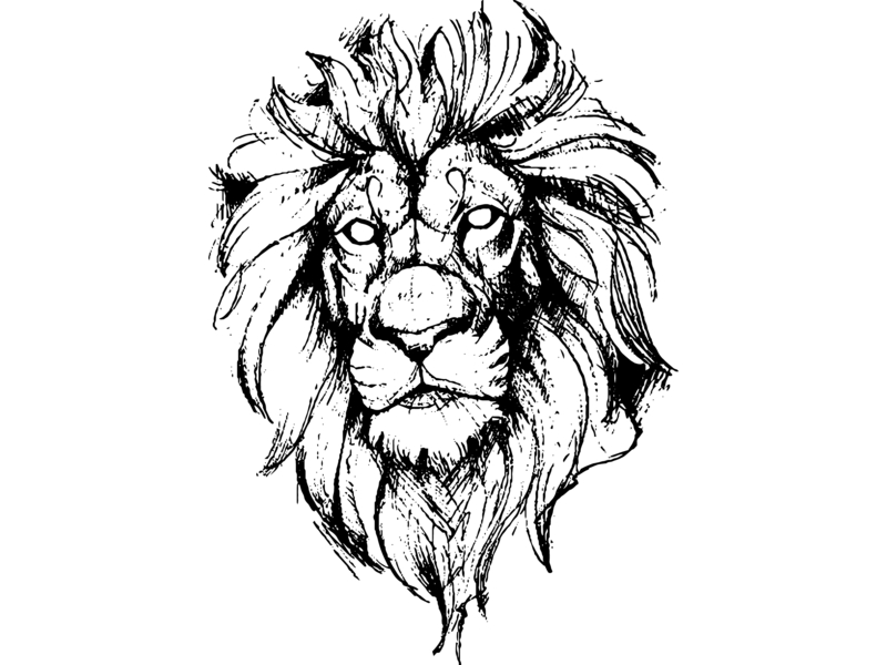 800x600 Lion Sketch - Lion Drawing Images