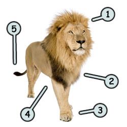 250x250 Drawing A Cartoon Lion - Lion Drawing Pictures